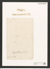 Navicula genifera A.Schm. (de-Toni-Nr.: Genus 1, Species 350) Zeichnungen Sammlung Grunow (NHMW-BOT-W0367214)